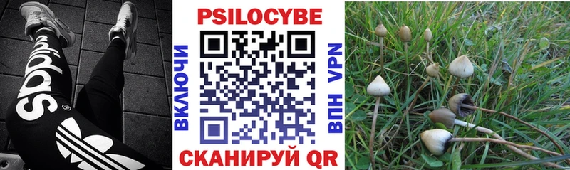магазин    Менделеевск  Галлюциногенные грибы MAGIC MUSHROOMS 